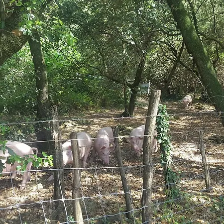 Maison d'hôtes Azienda Agricola Gubbioni